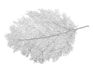 Zilveren bladplaat hieronder